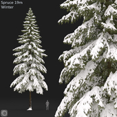 Spruce winter