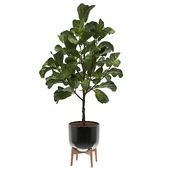 Ficus Lyrata Plant Set 05