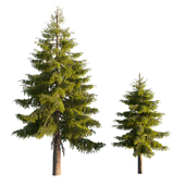 Pinus sylvestris set