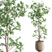 indoor plant set 068