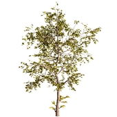Tree Green broadleaf set 01