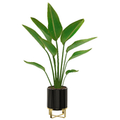 Strelitzia Plant Set 02
