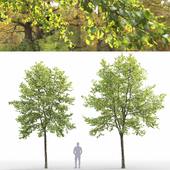Linden
