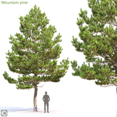 Mountain pine