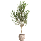 indoor plant set 069