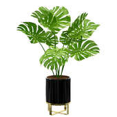 Monstera Plant Set 02