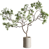 Indoor plant