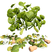 Squash Plants Pack