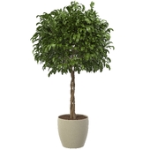 Indoor Plant Set 04