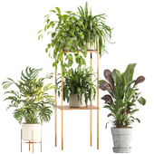 indoor plant set 070