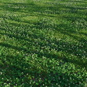 Mown lawn: foxtail grass (alopecurus pratensis) + white clover (Trifolium repens)