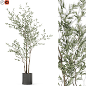 Plants collection 1186