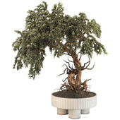 Bonsai