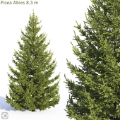 Picea Abies 8.3m