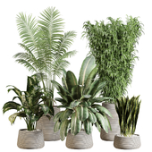indoor plants 001