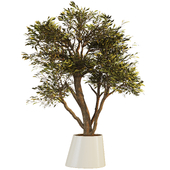 indoor plant flower set 10