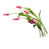 Young royal tulips