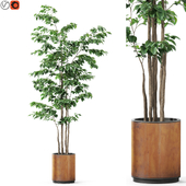 Plants collection 1188