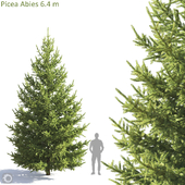 Picea Abies 6.4m