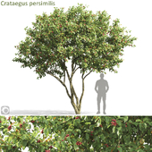 Crataegus