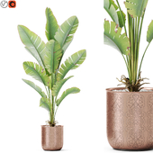 Plants collection 1189