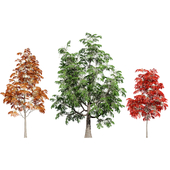 Sourwood or Sorrel Tree Small species