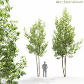 Acer Saccharinum
