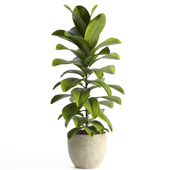 Indoor Plant Set 155