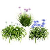 Flander Agapanthus Flowering Plants