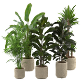 Indoor Plant Set 03