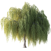 White weeping willow 9m 001