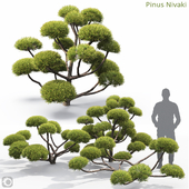 Pinus Nivaki