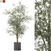 Plants collection 1192