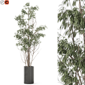Plants collection 1193
