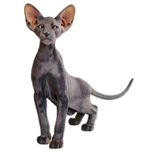 Peterbolt cat "Petersburg Sphynx"