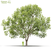 Sycamore / Platanus #24