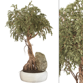 Bonsai 04