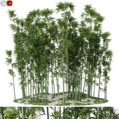 Plants collection 1197 Bamboo Scatter