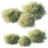 White dogwood / Cornus alba 001