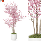 Plants collection 1198