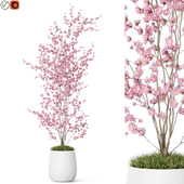 Plants collection 1199