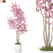Plants collection 1200