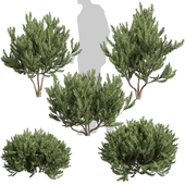 Realistic Pinus Mugo Bog Pine - Vol 621 - 3d plant model - shurb - bush