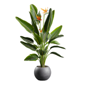 Bird Of Paradise Plant in Concrete Planter