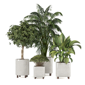 Indoor Plants Collection set 161