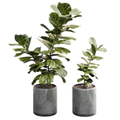 Ficus lyrata