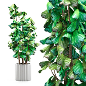 Indoor Plant 001 Ficus Lyrata Fiddle Leaf With White Pot
