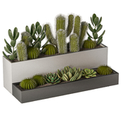 Plants Collection Set Cactus and Succulent 170