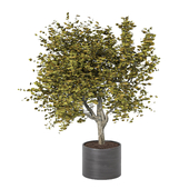 Outdoor Plant Set 174