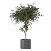 Plant in concrete Pot 175